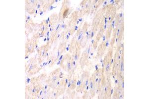 Immunohistochemistry (IHC) image for anti-14-3-3 theta (YWHAQ) (AA 1-245) antibody (ABIN3023376) (14-3-3 theta 抗体  (AA 1-245))