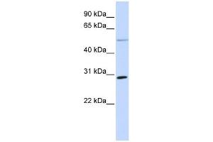 MFAP4 antibody used at 1 ug/ml to detect target protein. (MFAP4 抗体  (N-Term))