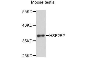 Western blot analysis of extracts of mouse testis, using HSF2BP Antibody.