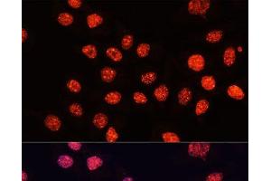 Immunofluorescence analysis of HeLa cells using TriMethyl-Histone H3-K56 Polyclonal Antibody at dilution of 1:100 (40x lens). (Histone 3 抗体  (3meLys56))