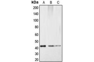 Western blot analysis of CREB (pS121) expression in HepG2 colchicine-treated (A), mouse kidney (B), rat kidney (C) whole cell lysates. (CREB1 抗体  (pSer121))