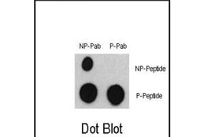 Dot blot analysis of Phospho-ATF2- Antibody (ABIN389760 and ABIN2839684) and ATF2 Non Phospho-specific Pab on nitrocellulose membrane. (ATF2 抗体  (pSer322))