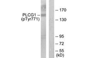 Western blot analysis of extracts from COS7 cells treated with EGF 200ng/ml 30', using PLCG1 (Phospho-Tyr771) Antibody. (Phospholipase C gamma 1 抗体  (pTyr771))