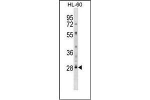 Western blot analysis of LY6G6F / C6orf21 Antibody (N-term) in HL-60 cell line lysates (35ug/lane). (LY6G6F 抗体  (N-Term))