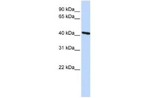 Western Blotting (WB) image for anti-Tropomodulin 3 (TMOD3) antibody (ABIN2459847) (TMOD3 抗体)
