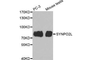 Western Blotting (WB) image for anti-Synaptopodin 2-Like (SYNPO2L) antibody (ABIN1875591) (SYNPO2L 抗体)