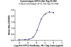 Immobilized Cynomolgus GPC3, His Tag at 0. (Glypican 3 Protein (GPC3) (AA 25-559) (His tag))