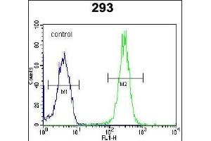 LRRC57 Antibody (C-term) (ABIN654494 and ABIN2844226) flow cytometric analysis of 293 cells (right histogram) compared to a negative control cell (left histogram). (LRRC57 抗体  (C-Term))