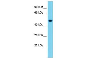 Host: Rabbit Target Name: Nle1 Sample Type: Mouse Brain lysates Antibody Dilution: 1. (NLE1 抗体  (C-Term))
