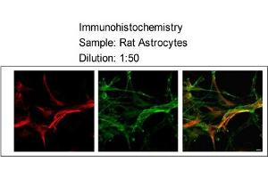 Sample type:    Rat Astrocytes  Dilution:    1:50 (MLC1 抗体  (Middle Region))