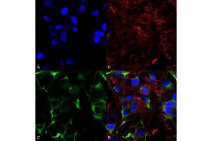 Immunocytochemistry/Immunofluorescence analysis using Mouse Anti-SNAT1 Monoclonal Antibody, Clone S104-32 (ABIN2482523). (SLC38A1 抗体  (AA 1-63) (PerCP))