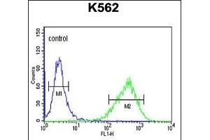 UPK1B Antibody (Center) (ABIN653680 and ABIN2843007) flow cytometric analysis of K562 cells (right histogram) compared to a negative control (left histogram). (Uroplakin 1B 抗体  (AA 159-188))