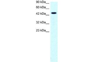 SLC17A2 antibody used at 0. (SLC17A2 抗体)
