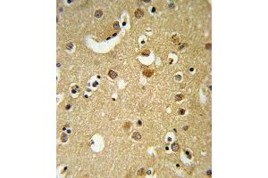 GABRA2 Antibody (C-term) (ABIN653245 and ABIN2842770) IHC analysis in formalin fixed and paraffin embedded brain tissue followed by peroxidase conjugation of the secondary antibody and DAB staining. (GABRA2 抗体  (C-Term))