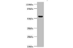 Western blot All lanes: Vitronectin antibody at 12 μg/mL + HepG2 whole cell lysate Secondary Goat polyclonal to rabbit IgG at 1/10000 dilution Predicted band size: 54 kDa Observed band size: 54 kDa