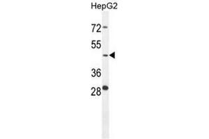 CTSA Antibody (N-term) western blot analysis in HepG2 cell line lysates (35µg/lane).
