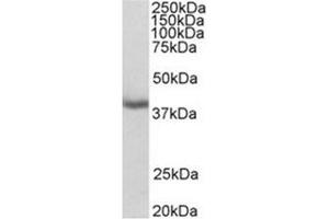 Image no. 1 for anti-Mortality Factor 4 Like 1 (MORF4L1) (N-Term) antibody (ABIN487997) (MORF4L1 抗体  (N-Term))