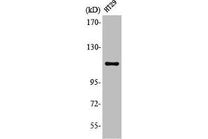 Western Blot analysis of HT29 cells using Lfc Polyclonal Antibody (ARHGEF2 抗体)