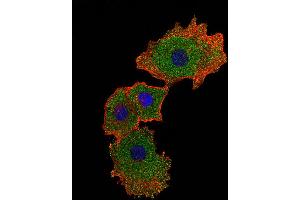 Fluorescent confocal image of MCF-7 cell stained with SMAD9 Antibody . (SMAD9 抗体  (AA 200-228))