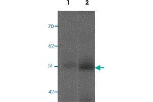 Western blot analysis of FBXL16 in human spleen tissue lysate with FBXL16 polyclonal antibody  at 0. (FBXL16 抗体  (C-Term))