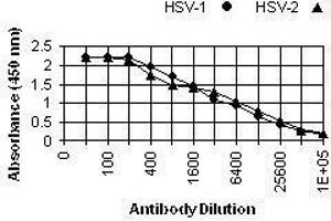 ELISA image for anti-Herpes Simplex Virus ICP5 (HSV ICP5) antibody (ABIN265570) (HSV ICP5 抗体)