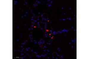 Immunofluorescence of paraffin embedded mouse brain using Enfb3 (ABIN7073845) at dilution of 1: 600 (250x lens) (Ephrin B3 抗体)