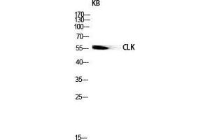 Western Blot (WB) analysis of KB lysis using CLK1 antibody. (CLK1 抗体  (Internal Region))
