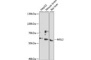 Western blot analysis of extracts of various cell lines, using MSL2 antibody (ABIN6133171, ABIN6144069, ABIN6144070 and ABIN6216970) at 1:3000 dilution. (MSL2 抗体  (AA 328-577))