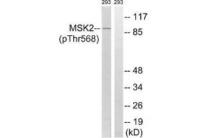Western blot analysis of extracts from 293 cells, treated with H2O2 (100uM, 15 mins), using MSK2 (Phospho-Thr568) antibody. (MSK2 抗体  (pThr568))