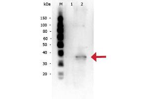 Rabbit anti-Mcl-1 WB Western Blot of Rabbit anti-Mcl-1 antibody. (MCL-1 抗体  (Internal Region))