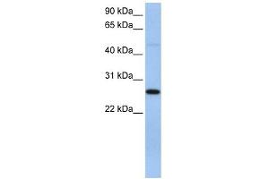 EIF4H antibody used at 1 ug/ml to detect target protein. (EIF4H 抗体  (C-Term))