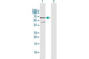 Western Blot analysis of CSTF2 expression in transfected 293T cell line by CSTF2 MaxPab polyclonal antibody. (CSTF2 抗体  (AA 1-577))
