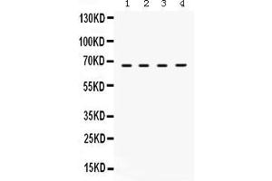 Anti- STXBP2 Picoband antibody, Western blottingAll lanes: Anti STXBP2  at 0. (STXBP2 抗体  (N-Term))