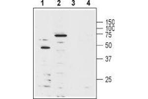 Western blot analysis of human Jurkat T cell leukemia cell lysate (lanes 1 and 3) and mouse brain lysate (lanes 2 and 4): - 1-2. (KCNA3 抗体  (Extracellular Loop) (Biotin))