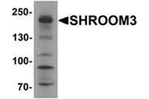 Western blot analysis of SHROOM3 in SK-N-SH cell lysate with SHROOM3 Antibody at 1 μg/ml (SHROOM3 抗体  (Middle Region))