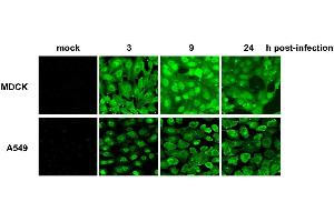 Immunofluorescence (IF) image for anti-Influenza Nucleoprotein antibody (Influenza A Virus H2N2) (H1N1), (H2N2), (H3N2), (H5N1), (H5N2) (ABIN2452039)