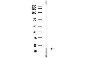 Western blot analysis of lysates from Mouse brain, using CLB Antibody at 1/1000 dilution.