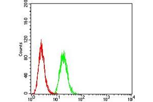 Flow cytometric analysis of Hela cells using CTNNB1 mouse mAb (green) and negative control (red). (CTNNB1 抗体  (AA 1-100))