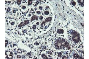 Image no. 4 for anti-TSC22 Domain Family, Member 1 (TSC22D1) antibody (ABIN1501535)