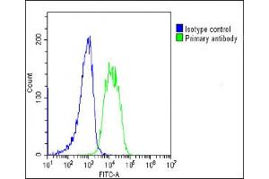 Overlay histogram showing SH-SY5Y cells stained with ABIN653897(green line). (AMH 抗体  (AA 424-451))