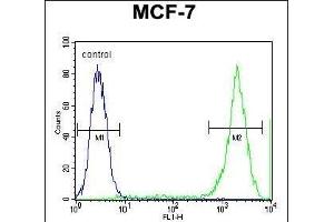 PCDH20 Antibody (Center) (ABIN655602 and ABIN2845086) flow cytometric analysis of MCF-7 cells (right histogram) compared to a negative control cell (left histogram). (PCDH20 抗体  (AA 445-472))