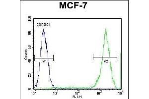 PCDH20 Antibody (Center) (ABIN655602 and ABIN2845086) flow cytometric analysis of MCF-7 cells (right histogram) compared to a negative control cell (left histogram). (PCDH20 抗体  (AA 445-472))