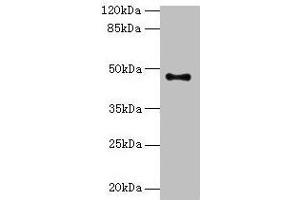 Western blot All lanes: AADACL2 antibody at 2 μg/mL + PC-3 whole cell lysate Secondary Goat polyclonal to rabbit IgG at 1/10000 dilution Predicted band size: 47, 6 kDa Observed band size: 47 kDa (AADACL2 抗体  (AA 203-401))