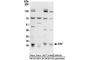 Western Blotting (WB) image for anti-PCNA Clamp Associated Factor (PAF) (AA 61-111) antibody (ABIN7453942)