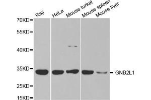 Western Blotting (WB) image for anti-Guanine Nucleotide Binding Protein (G Protein), beta Polypeptide 2-Like 1 (GNB2L1) antibody (ABIN1872850) (GNB2L1 抗体)