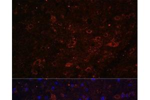 Immunofluorescence analysis of Mouse brain using FSTL5 Polyclonal Antibody at dilution of 1:100. (FSTL5 抗体)