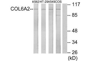 Western Blotting (WB) image for anti-Collagen, Type VI, alpha 2 (COL6A2) (Internal Region) antibody (ABIN1850294) (COL6A2 抗体  (Internal Region))