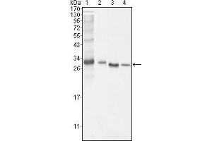 Western blot analysis using BCL10 mouse mAb against NIH/3T3 (1), Hela (2), MCF-7 (3) and Jurkat (4) cell lysate. (BCL10 抗体)