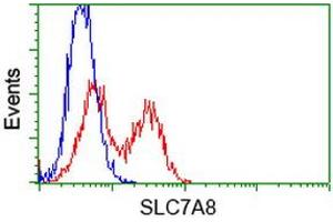 Image no. 1 for anti-Solute Carrier Family 7 (Amino Acid Transporter, L-Type), Member 8 (SLC7A8) antibody (ABIN1500960)
