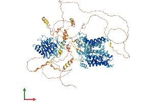Protein Structure (PS) image for Solute Carrier Family 4, Anion Exchanger, Member 2 (erythrocyte Membrane Protein Band 3-Like 1) (SLC4A2) (AA 1-1241) protein (His tag) (ABIN7552501)